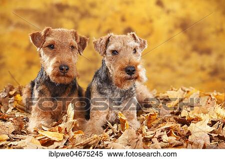 Welsh Terrier, bitches, lying in autumn leaves View Large Photo Image Stock Photography - Welsh Terrier, bitches, lying in autumn leaves. Fotosearch