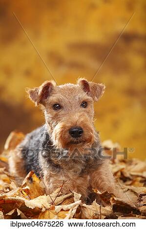 Stock Photograph - Welsh Terrier, female, lies in autumn leaves. Fotosearch