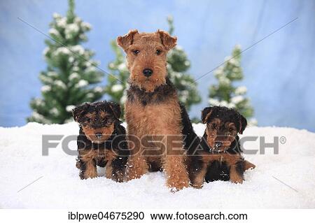Welsh Terrier, female with 8 weeks old puppies, sitting in artificial snow, winterly View Large Photo Image Stock Image - Welsh Terrier, female with 8 weeks old puppies, sitting in artificial snow, winterly. Fotosearch