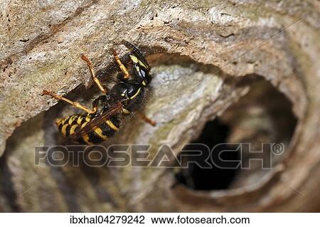 Wespe (Vespinae) baut am Wespennest, Deutschland, Europa View Large Photo Image Stock Image - Wespe (Vespinae) baut am Wespennest, Deutschland, Europa. Fotosearch