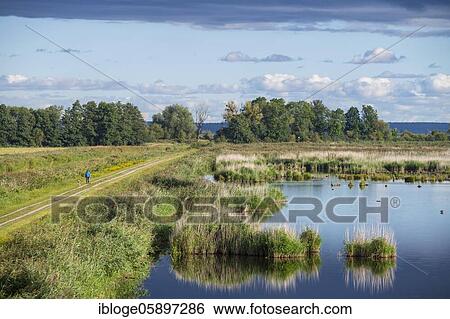 Stock Photograph - Wetland in the Anklamer Stadtbruch nature reserve, Bugewitz, River Peene Valley nature park Park, Mecklenburg-Vorpommern, Germany, Europe. Fotosearch