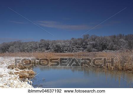 Stock Image - Wetland landscape in winter, Biosphere Reserve Middle Elbe, Dessau-Roßlau, Saxony-Anhalt, Germany, Europe. Fotosearch