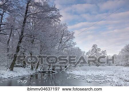 Stock Photo - Wetland landscape with snow-covered trees in winter, Biosphere Reserve Middle Elbe, Dessau-Roßlau, Saxony-Anhalt, Germany, Europe. Fotosearch