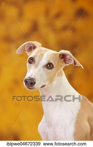 Whippet, male, animal portrait View Large Photo Image Stock Photo - Whippet, male, animal portrait. Fotosearch