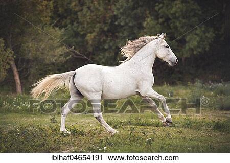 White Andalusian (Equus) gallops across meadow, France, Europe View Large Photo Image Stock Image - White Andalusian (Equus) gallops across meadow, France, Europe. Fotosearch