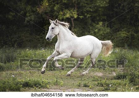 Stock Photo - White Andalusian (Equus) gallops across meadow, France, Europe. Fotosearch
