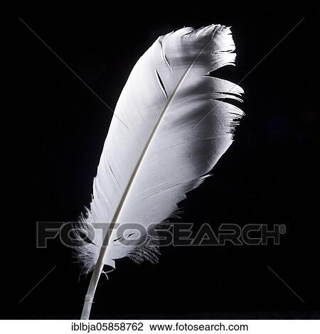 White feather, studio shot, France, Europe View Large Photo Image Stock Image - White feather, studio shot, France, Europe. Fotosearch