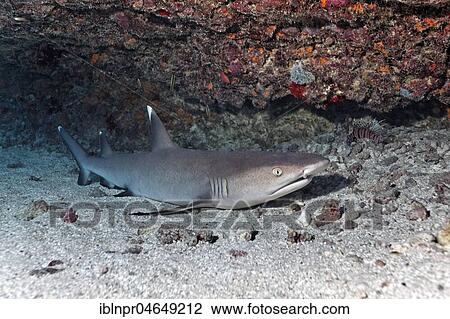 Stock Image - Whitetip reef shark (Triaenodon obesus) is located on sandy bottom, Pacific Ocean, French Polynesia, Oceania. Fotosearch
