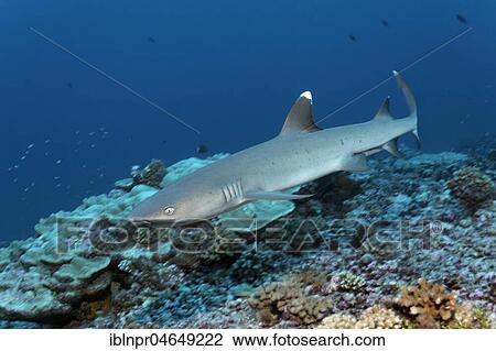 Whitetip reef shark (Triaenodon obesus) floats over coral reef, French Polynesia, France, Pacific Ocean, Oceania View Large Photo Image Stock Image - Whitetip reef shark (Triaenodon obesus) floats over coral reef, French Polynesia, France, Pacific Ocean, Oceania. Fotosearch