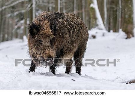 Wild boar (Sus scrofa) stands in the snow on edge of the woods, Vulkaneifel, Rhineland-Palatinate, Germany, Europe View Large Photo Image Stock Photo - Wild boar (Sus scrofa) stands in the snow on edge of the woods, Vulkaneifel, Rhineland-Palatinate, Germany, Europe. Fotosearch