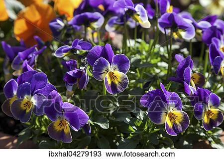 Wilde Stiefmutterchen (Viola tricolor), Deutschland, Europa View Large Photo Image Stock Image - Wilde Stiefmutterchen (Viola tricolor), Deutschland, Europa. Fotosearch