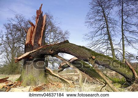 Picture - Windthrow of an oak, Biosphere Reserve Middle Elbe, Dessau-Roßlau, Saxony-Anhalt, Germany, Europe. Fotosearch