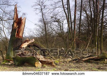 Windthrow of an oak, Biosphere Reserve Middle Elbe, Dessau-Roßlau, Saxony-Anhalt, Germany, Europe View Large Photo Image Stock Photo - Windthrow of an oak, Biosphere Reserve Middle Elbe, Dessau-Roßlau, Saxony-Anhalt, Germany, Europe. Fotosearch