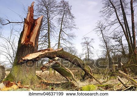 Windthrow of an oak, Biosphere Reserve Middle Elbe, Dessau-Roßlau, Saxony-Anhalt, Germany, Europe View Large Photo Image Stock Photo - Windthrow of an oak, Biosphere Reserve Middle Elbe, Dessau-Roßlau, Saxony-Anhalt, Germany, Europe. Fotosearch