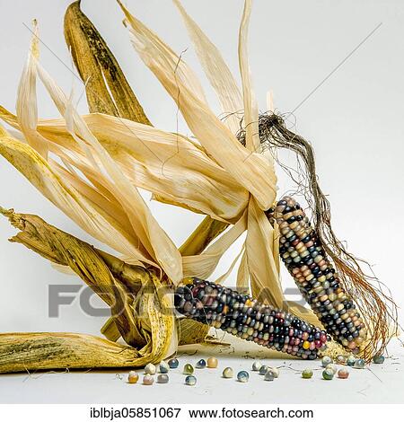 Stock Photo - Withered corn, studio shot, France, Europe. Fotosearch