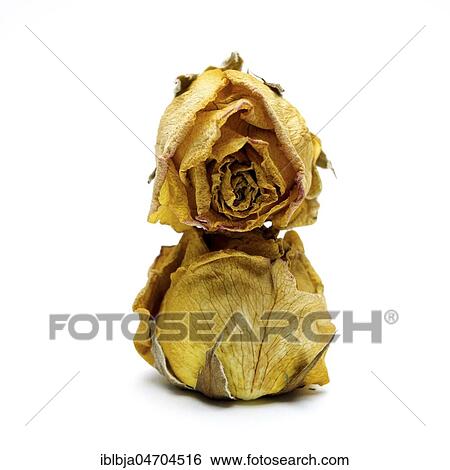 Stock Photograph - Withered rose heads, studio shot, still. Fotosearch