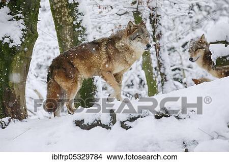 Wolf in the forest, Canis lupus lupus View Large Photo Image Picture - Wolf in the forest, Canis lupus lupus. Fotosearch
