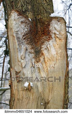 Wounded tree trunk due to broken branch, Biosphere Reserve Middle Elbe, Dessau-Roßlau, Saxony-Anhalt, Germany, Europe View Large Photo Image Picture - Wounded tree trunk due to broken branch, Biosphere Reserve Middle Elbe, Dessau-Roßlau, Saxony-Anhalt, Germany, Europe. Fotosearch