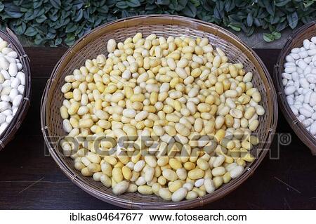 Yellow Silkworm Cocoons, Jim Thompson House, Museum, Pathum Wan, Bangkok, Thailand, Asia View Large Photo Image Stock Photo - Yellow Silkworm Cocoons, Jim Thompson House, Museum, Pathum Wan, Bangkok, Thailand, Asia. Fotosearch