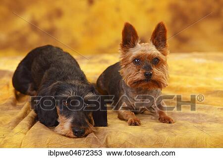 Stock Image - Yorkshire Terrier and Little Grey-haired Dachshund lying next to each other. Fotosearch
