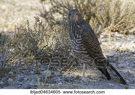 Young Pale chanting goshawk (Melierax canorus), sitting in the shade on arid ground, Kgalagadi Transfrontier Park, Northern Cape, South Africa, Africa View Large Photo Image Stock Photography - Young Pale chanting goshawk (Melierax canorus), sitting in the shade on arid ground, Kgalagadi Transfrontier Park, Northern Cape, South Africa, Africa. Fotosearch