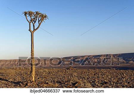 Young quiver tree or kokerboom (Aloe dichotoma) at Fish River Canyon, Karas Region, Namibia, Africa View Large Photo Image Stock Photo - Young quiver tree or kokerboom (Aloe dichotoma) at Fish River Canyon, Karas Region, Namibia, Africa. Fotosearch