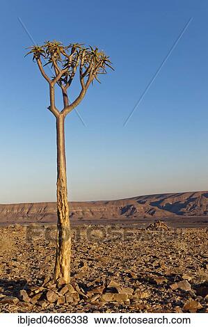 Young quiver tree or kokerboom (Aloe dichotoma) at Fish River Canyon, Karas Region, Namibia, Africa View Large Photo Image Stock Photo - Young quiver tree or kokerboom (Aloe dichotoma) at Fish River Canyon, Karas Region, Namibia, Africa. Fotosearch