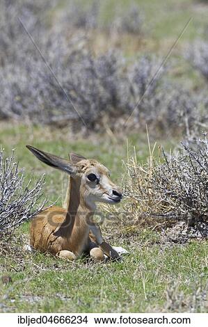 Young springbok (Antidorcas marsupialis) lying in the dry grass, alert, Etosha National Park, Namibia, Africa View Large Photo Image Picture - Young springbok (Antidorcas marsupialis) lying in the dry grass, alert, Etosha National Park, Namibia, Africa. Fotosearch