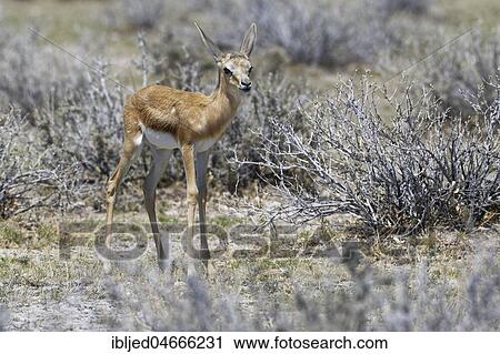 Young springbok (Antidorcas marsupialis) standing on arid grassland, motionless, Etosha National Park, Namibia, Africa View Large Photo Image Stock Image - Young springbok (Antidorcas marsupialis) standing on arid grassland, motionless, Etosha National Park, Namibia, Africa. Fotosearch