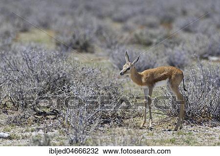 Stock Image - Young springbok (Antidorcas marsupialis) standing on arid grassland, motionless, Etosha National Park, Namibia, Africa. Fotosearch