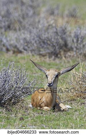 Young springbok (Antidorcas marsupialis) lying in the dry grass, alert, Etosha National Park, Namibia, Africa View Large Photo Image Stock Image - Young springbok (Antidorcas marsupialis) lying in the dry grass, alert, Etosha National Park, Namibia, Africa. Fotosearch