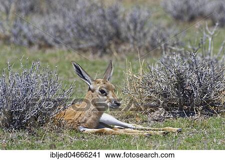 Young springbok (Antidorcas marsupialis) lying in the dry grass, alert, Etosha National Park, Namibia, Africa View Large Photo Image Stock Image - Young springbok (Antidorcas marsupialis) lying in the dry grass, alert, Etosha National Park, Namibia, Africa. Fotosearch