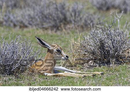 Young springbok (Antidorcas marsupialis) lying in the dry grass, alert, Etosha National Park, Namibia, Africa View Large Photo Image Stock Image - Young springbok (Antidorcas marsupialis) lying in the dry grass, alert, Etosha National Park, Namibia, Africa. Fotosearch