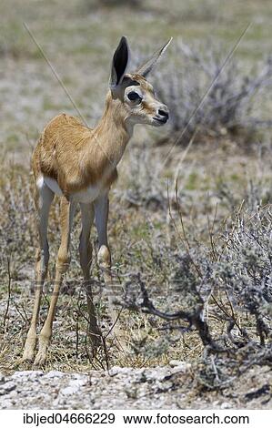 Young springbok (Antidorcas marsupialis) standing on arid grassland, motionless, Etosha National Park, Namibia, Africa View Large Photo Image Stock Photo - Young springbok (Antidorcas marsupialis) standing on arid grassland, motionless, Etosha National Park, Namibia, Africa. Fotosearch