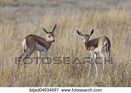 Young springboks (Antidorcas marsupialis), in high dry grass, Etosha National Park, Namibia, Africa View Large Photo Image Stock Photo - Young springboks (Antidorcas marsupialis), in high dry grass, Etosha National Park, Namibia, Africa. Fotosearch