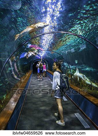Stock Photograph - Young woman, visitor in aquarium tunnel, tunnel under aquarium, Loro Parque, Loro Park, Puerto de la Cruz, Tenerife, Canary Islands, Spain, Europe. Fotosearch