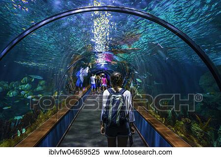Stock Photography - Young woman, visitor in aquarium tunnel, tunnel under aquarium, Loro Parque, Loro Park, Puerto de la Cruz, Tenerife, Canary Islands, Spain, Europe. Fotosearch