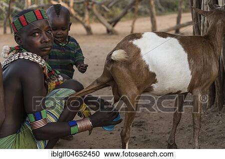 Young woman with toddler milking goats, Hamer tribe, Turmi, region of the southern nations, Ethiopia, Africa View Large Photo Image Stock Image - Young woman with toddler milking goats, Hamer tribe, Turmi, region of the southern nations, Ethiopia, Africa. Fotosearch