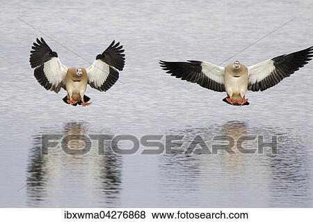 Stock Photo - Zur Landung auf dem Wasser anfliegende Nilganse (Alopochen aegyptiacus), Hessen, Deutschland, Europa. Fotosearch