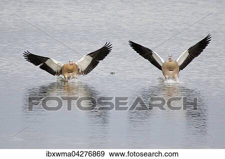 Zwei Nilganse (Alopochen aegyptiacus) landen auf dem Wasser, Hessen, Deutschland, Europa View Large Photo Image Stock Photo - Zwei Nilganse (Alopochen aegyptiacus) landen auf dem Wasser, Hessen, Deutschland, Europa. Fotosearch