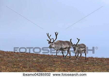 Zwei Rentiere, Spitzbergen-Ren (Rangifer tarandus platyrhynchus) unterwegs auf einem Bergrucken im Herbst, Longyearbyen, Spitzbergen, Norwegen, Europa View Large Photo Image Stock Image - Zwei Rentiere, Spitzbergen-Ren (Rangifer tarandus platyrhynchus) unterwegs auf einem Bergrucken im Herbst, Longyearbyen, Spitzbergen, Norwegen, Europa. Fotosearch