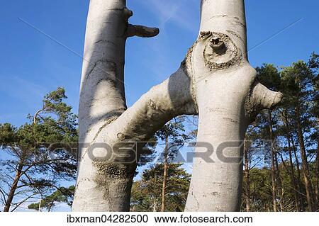 Zwei verwachsene Rotbuchen (Fagus sylvatica), Darsser Wald an der Ostsee, Born auf dem Darss, Fischland-Darss-Zingst, Nationalpark Vorpommersche Boddenlandschaft, Mecklenburg-Vorpommern, Deutschland, Europa View Large Photo Image Stock Image - Zwei verwachsene Rotbuchen (Fagus sylvatica), Darsser Wald an der Ostsee, Born auf dem Darss, Fischland-Darss-Zingst, Nationalpark Vorpommersche Boddenlandschaft, Mecklenburg-Vorpommern, Deutschland, Europa. Fotosearch
