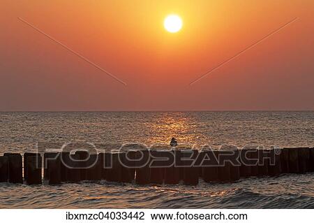 Abendsonne an der Ostsee, vorne Buhne mit Mowe, Ahrenshoop, Darss, Mecklenburg-Vorpommern, Deutschland, Europa View Large Photo Image Stock Image - Abendsonne an der Ostsee, vorne Buhne mit Mowe, Ahrenshoop, Darss, Mecklenburg-Vorpommern, Deutschland, Europa. Fotosearch