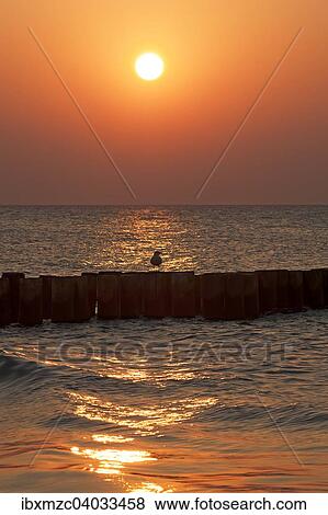Abendsonne an der Ostsee, vorne Buhne mit Mowe, Ahrenshoop, Darss, Mecklenburg-Vorpommern, Deutschland, Europa View Large Photo Image Stock Photo - Abendsonne an der Ostsee, vorne Buhne mit Mowe, Ahrenshoop, Darss, Mecklenburg-Vorpommern, Deutschland, Europa. Fotosearch