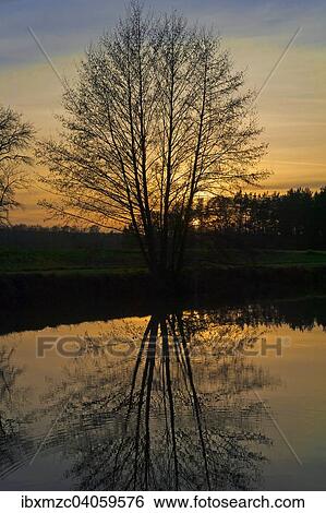 Abendstimmung, Baum im Gegenlicht mit Spiegelung in einem Weiher, Herpersdorf, Mittelfranken, Bayern, Deutschland, Europa View Large Photo Image Stock Photograph - Abendstimmung, Baum im Gegenlicht mit Spiegelung in einem Weiher, Herpersdorf, Mittelfranken, Bayern, Deutschland, Europa. Fotosearch