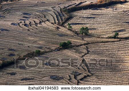 Abgeerntete Reisfelder, Terrassenfelder, bei Kyang Tong, Shan-Staat, Golendes Dreieck, Myanmar, Asien View Large Photo Image Stock Image - Abgeerntete Reisfelder, Terrassenfelder, bei Kyang Tong, Shan-Staat, Golendes Dreieck, Myanmar, Asien. Fotosearch