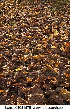Abgefallenes Herbstlaub einer Sommerlinde (Tilia platyphyllos), Bayern, Deutschland, Europa View Large Photo Image Stock Photography - Abgefallenes Herbstlaub einer Sommerlinde (Tilia platyphyllos), Bayern, Deutschland, Europa. Fotosearch