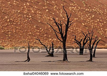 Abgestorbene Baume vor Sanddune, Dead Vlei, Sossusvlei, Namib, Namibwuste, Namibia, Afrika View Large Photo Image Stock Photo - Abgestorbene Baume vor Sanddune, Dead Vlei, Sossusvlei, Namib, Namibwuste, Namibia, Afrika. Fotosearch