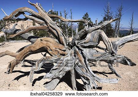 Abgestorbene Grannen-Kiefer (Pinus aristata), Bristlecone Pine Loop Trail, Bryce Canyon Nationalpark, Utah, USA, Nordamerika View Large Photo Image Stock Photo - Abgestorbene Grannen-Kiefer (Pinus aristata), Bristlecone Pine Loop Trail, Bryce Canyon Nationalpark, Utah, USA, Nordamerika. Fotosearch