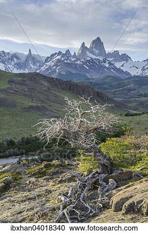 Abgestorbener Baum, dahinter Fitz Roy und Cerro Torre, Nationalpark Los Glaciares, UNESCO Weltnaturerbe, Santa Cruz, Argentina View Large Photo Image Stock Image - Abgestorbener Baum, dahinter Fitz Roy und Cerro Torre, Nationalpark Los Glaciares, UNESCO Weltnaturerbe, Santa Cruz, Argentina. Fotosearch